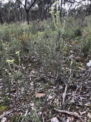 Ozothamnus obcordatus