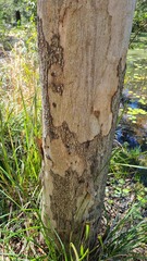 Eucalyptus seeana