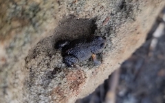 Pseudophryne bibronii