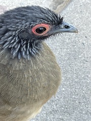 Ortalis poliocephala