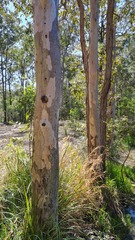 Eucalyptus seeana