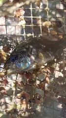 Lepomis gulosus