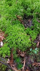 Sphagnum girgensohnii