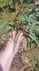 Corymbia