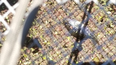 Lepomis gulosus