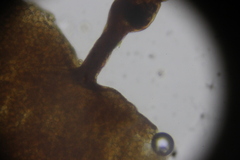 Cribraria minutissima