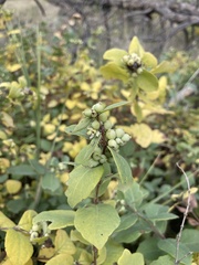 Symphoricarpos