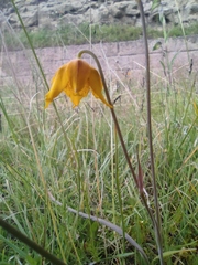 Calochortus barbatus