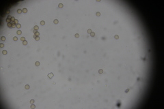 Cribraria minutissima