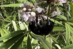 Xylocopa