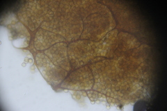 Cribraria minutissima