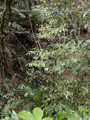 Beilschmiedia tawa