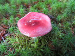 Russula emetica