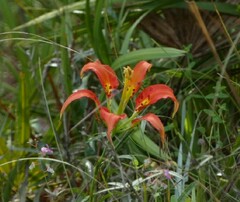 Lilium catesbaei