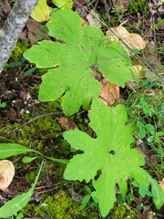 Petasites frigidus