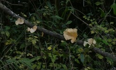 Cymatoderma caperatum