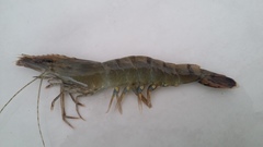 Penaeus monodon