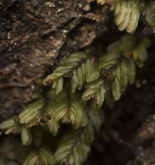 Hymenophyllum caespitosum