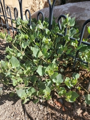 Mirabilis multiflora