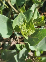 Mirabilis multiflora