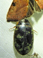 Thermonectus basillaris basillaris