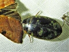 Thermonectus basillaris basillaris