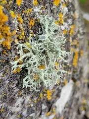 Evernia mesomorpha