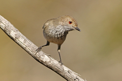 Inland Thornbill photo 5