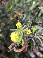 Acacia aspera