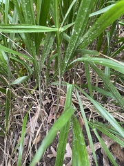 Diarrhena obovata