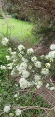 Melaleuca ericifolia