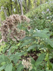 Eutrochium purpureum