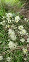 Melaleuca ericifolia
