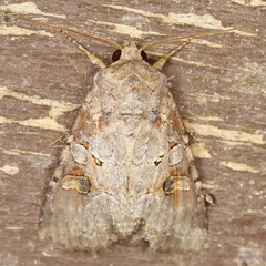Trichordestra legitima