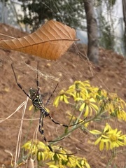 Trichonephila clavata