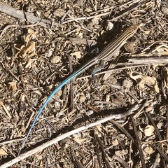 Aspidoscelis hyperythrus