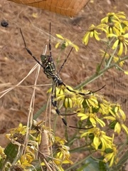 Trichonephila clavata