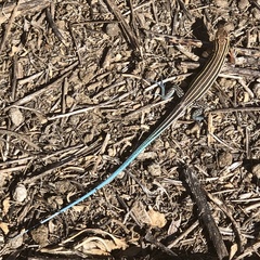 Aspidoscelis hyperythrus