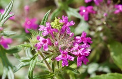 Glandularia chiricahensis