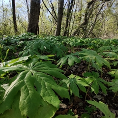 Podophyllum peltatum