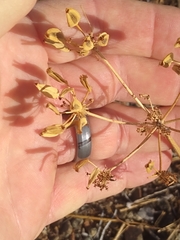 Lomatium macrocarpum