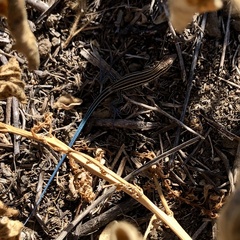 Aspidoscelis hyperythrus