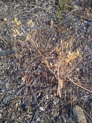 Lomatium macrocarpum