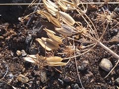 Lomatium macrocarpum
