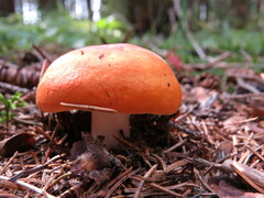 Russula paludosa
