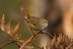 Brown Thornbill - Photo (c) Tom Hunt, some rights reserved (CC BY-NC), uploaded by Tom Hunt