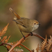 Brown Thornbill - Photo (c) Tom Hunt, some rights reserved (CC BY-NC), uploaded by Tom Hunt