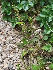 Lepidium densiflorum