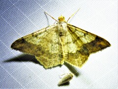 Psamatodes abydata