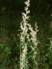 Gamochaeta americana